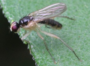 Cordilura albipes 