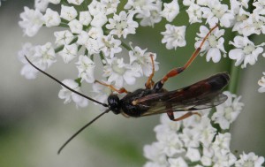 Ichneumonidae ubest. 