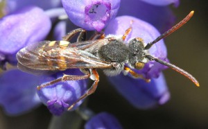 Nomada ruficornis