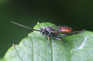 Barichneumon sp.