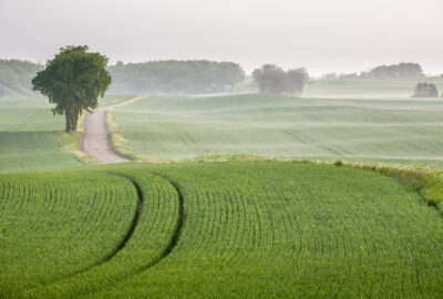 En grön åker med traktorspår. Lite dimma i horisonten.