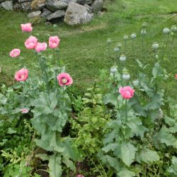 Vallmosläktet (Papaver)