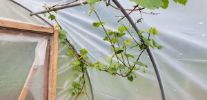 Ljusadal 2018-05-13 Vindruvor.