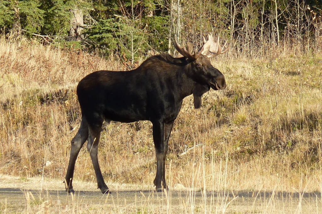 Skåda älg i Ljuvadal skogarna