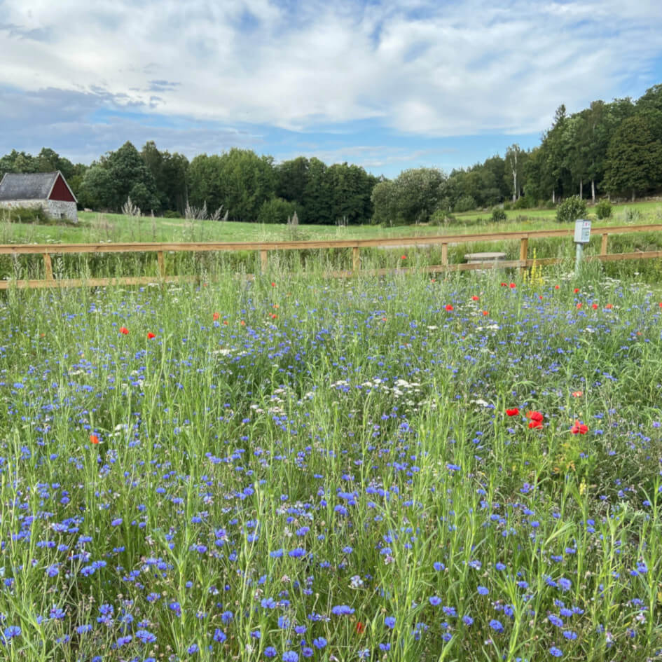 Naturstödjande åtgärd på Ljuvadal, blommande äng