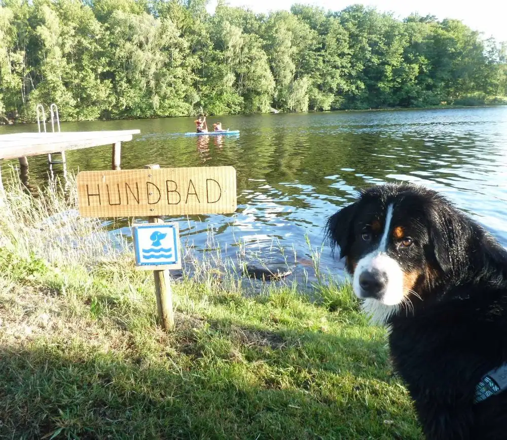 Ein schwarz-weißer Hund hat gerade im Hundebad auf dem Campingplatz Ljuvadal gebadet.