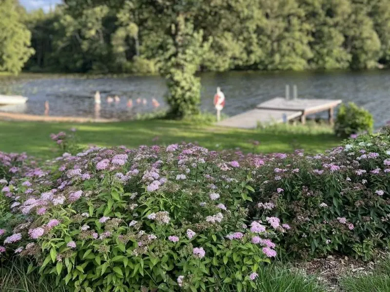 Spiersträucher blühen im Badebereich des Campingplatzes Ljuvadal.