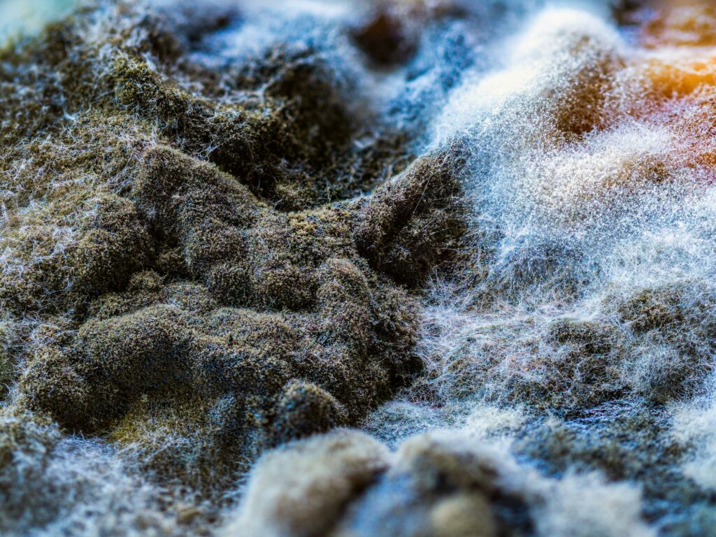 Macro shot of a fungus, mould, mushroom