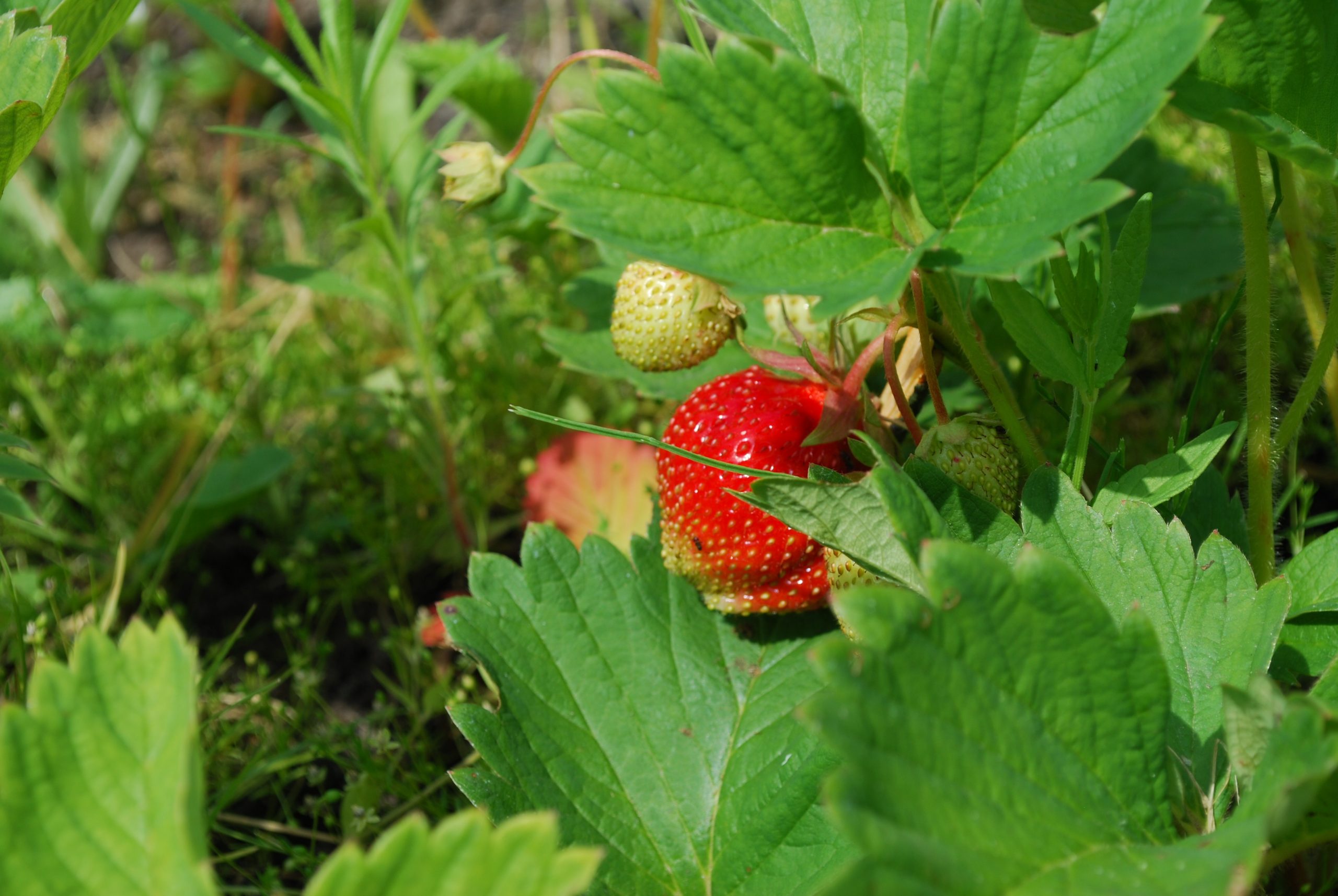 plantsaft, jordgubbar