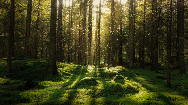 skog och skogsplantskola