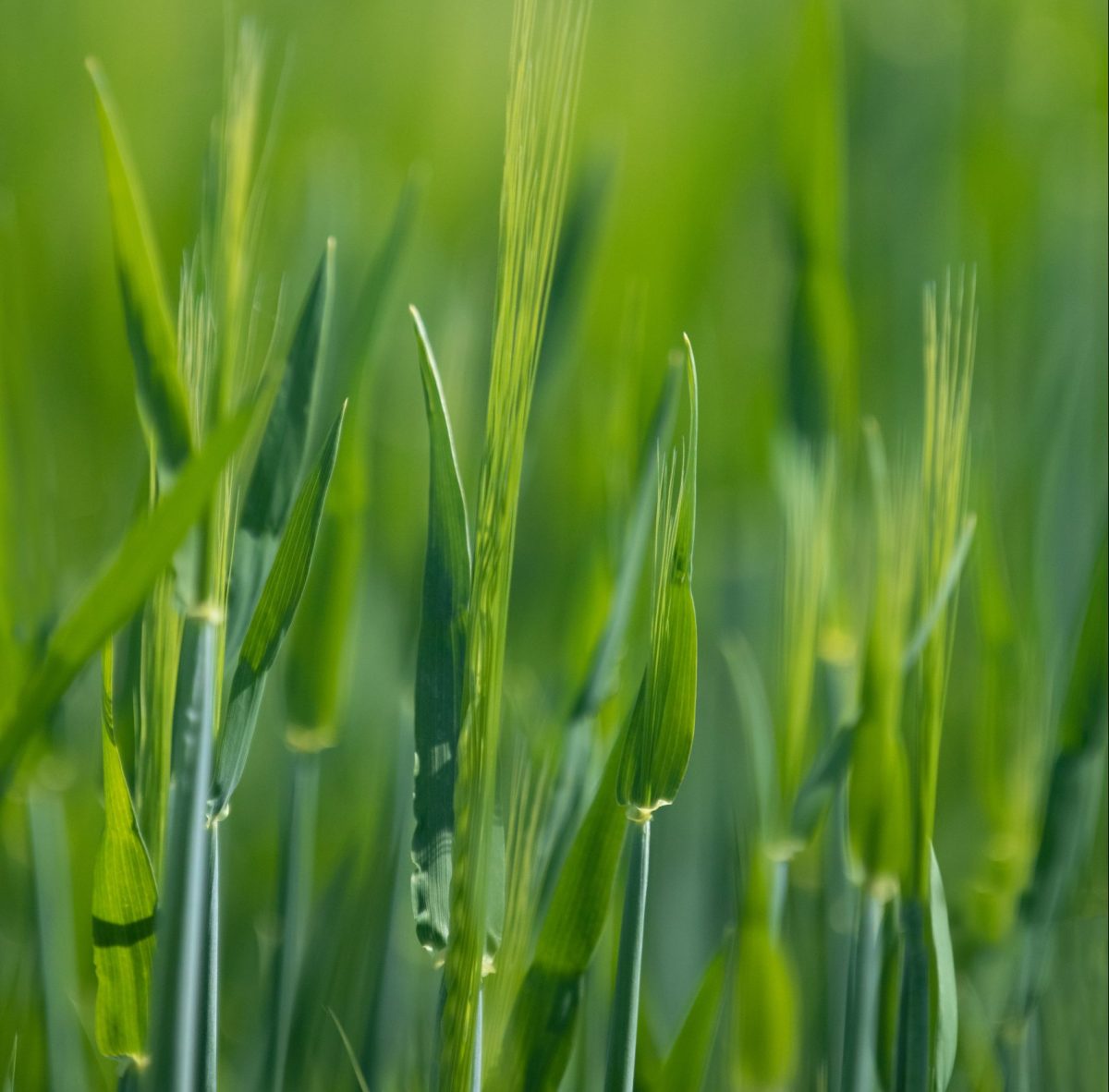 About LMI LMI For A Growing Future about-lmi-lmi-for-a-growing-future