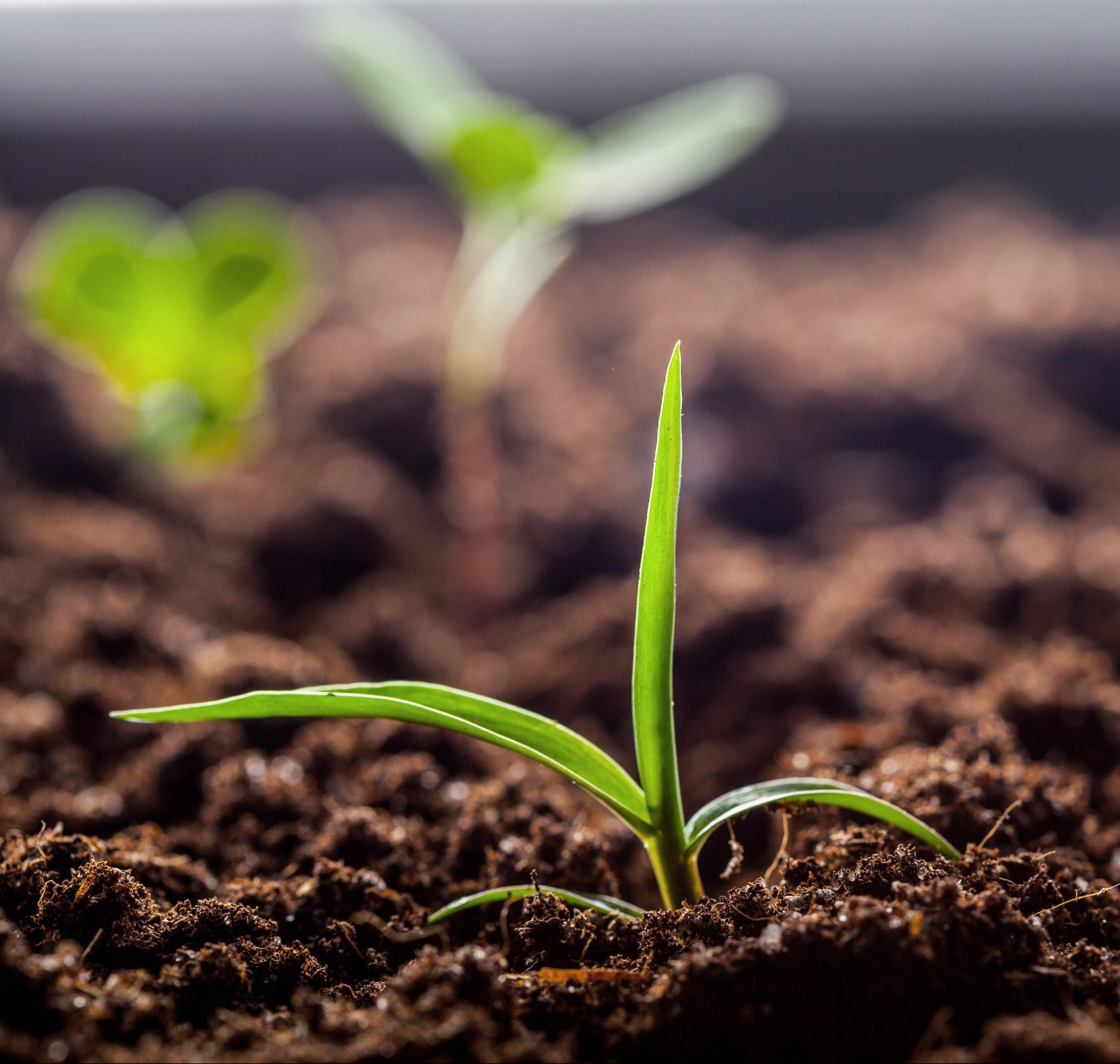 soil plant, soil analysis spurway