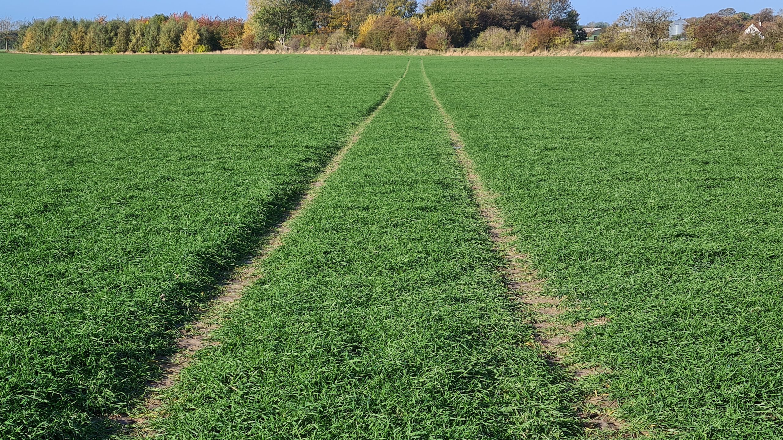 wheat field