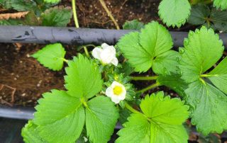 Strawberry plant