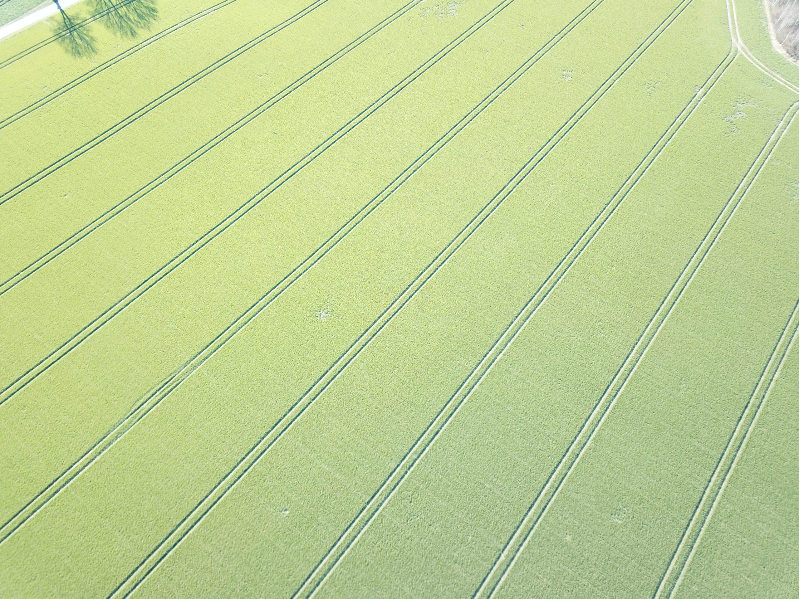 Autumn wheat Guinness world record attempt