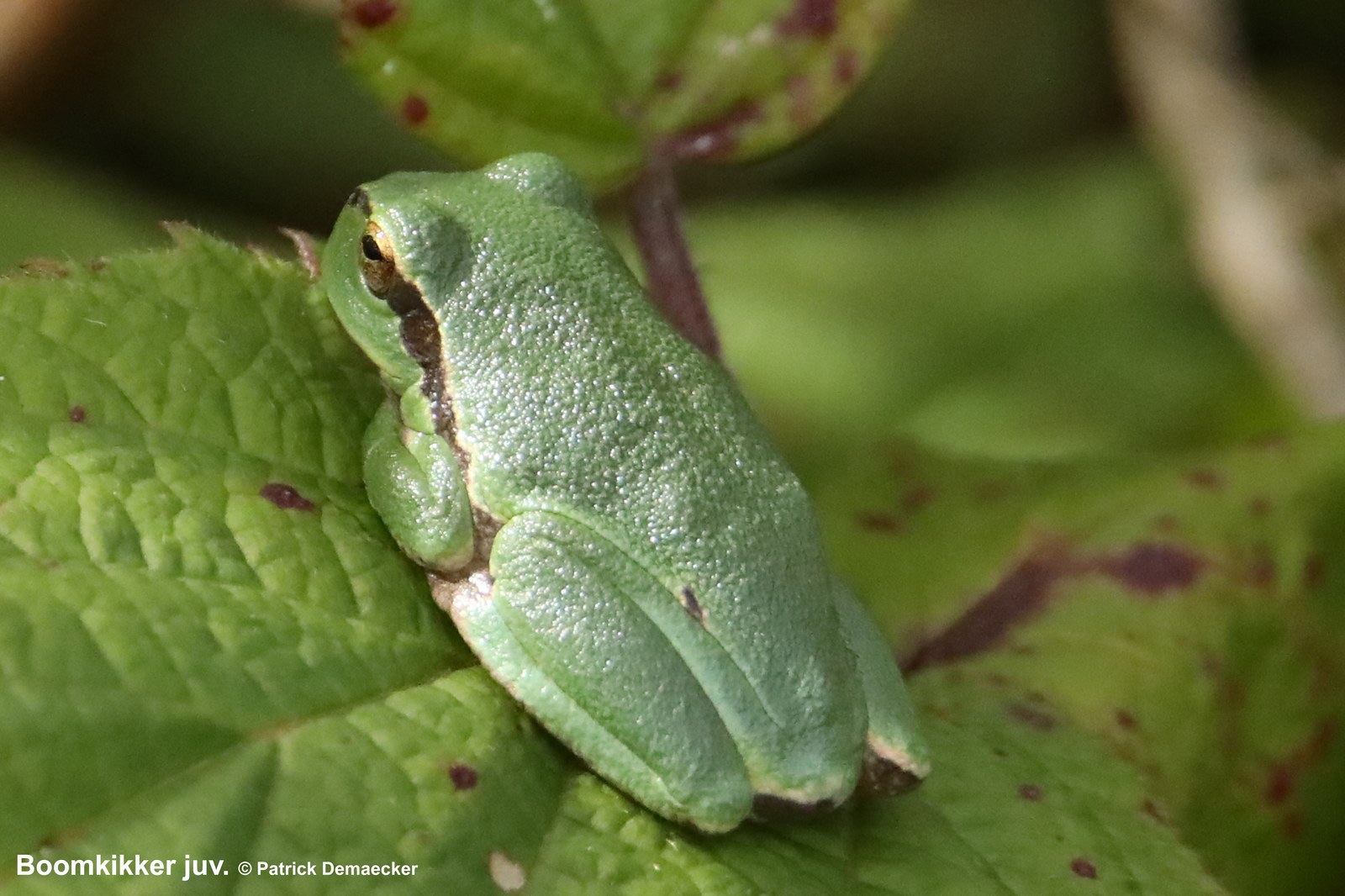 Zaterdagmorgen in de Sashul: Natuurexploratie leidt drie wandelingen