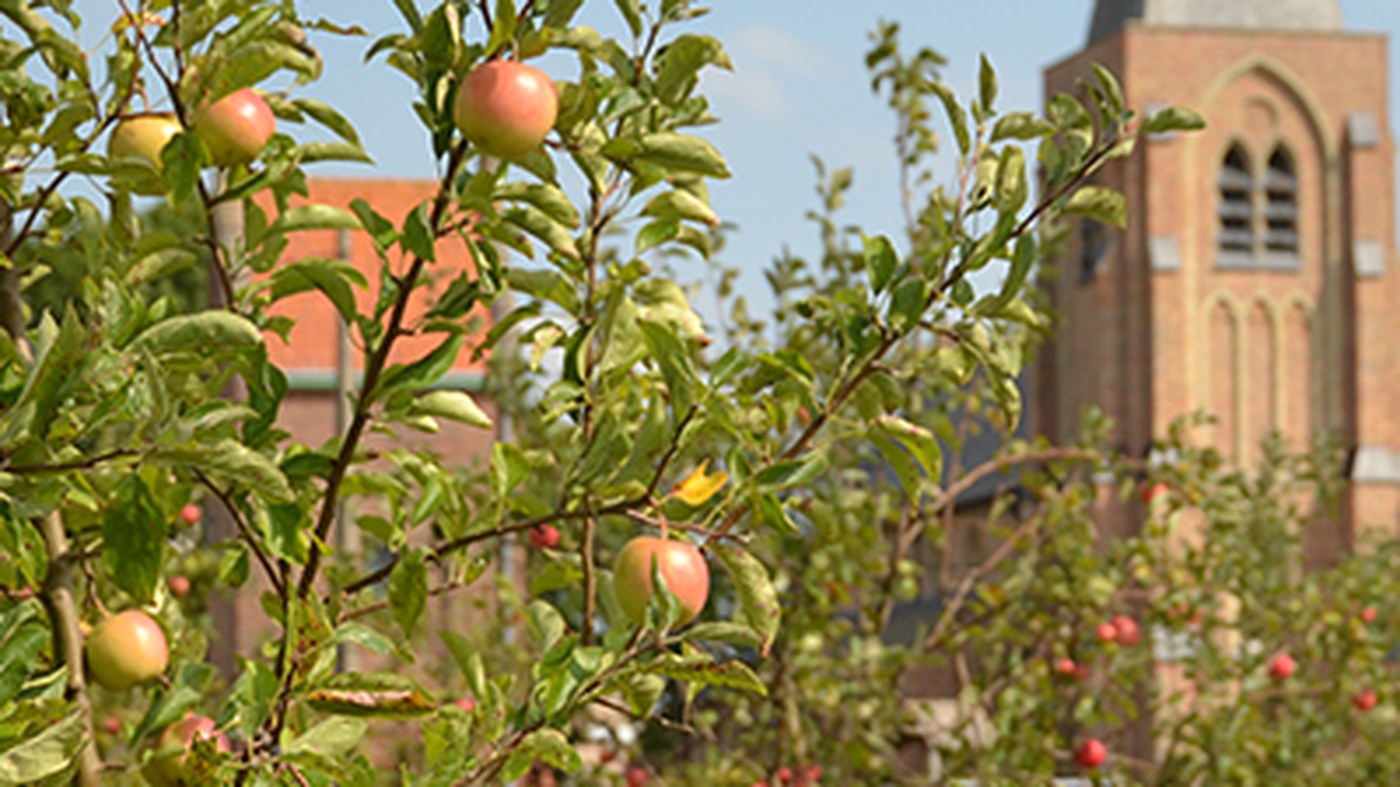Appels in openbare boomgaarden Middelkerke zijn rijp om te plukken