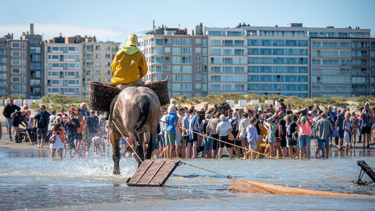 Paardenvissers en een nieuwe bib trekken dit weekend naar de Westkust