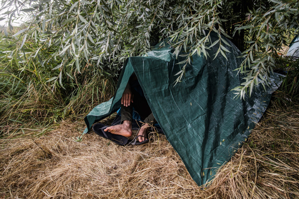 Un migrant s’abrite sous sa tente, plantée sous un saule dans l’herbe sèche d’un camp en périphérie de Calais.
