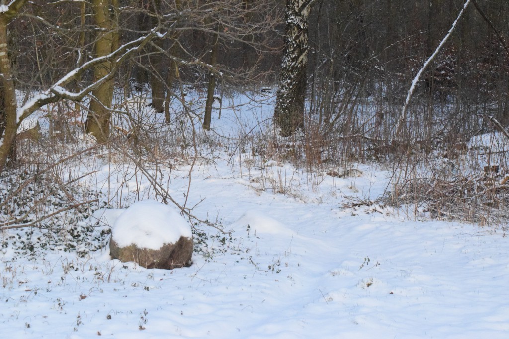 Vinterbild Skånes 20160105 DSC_0365