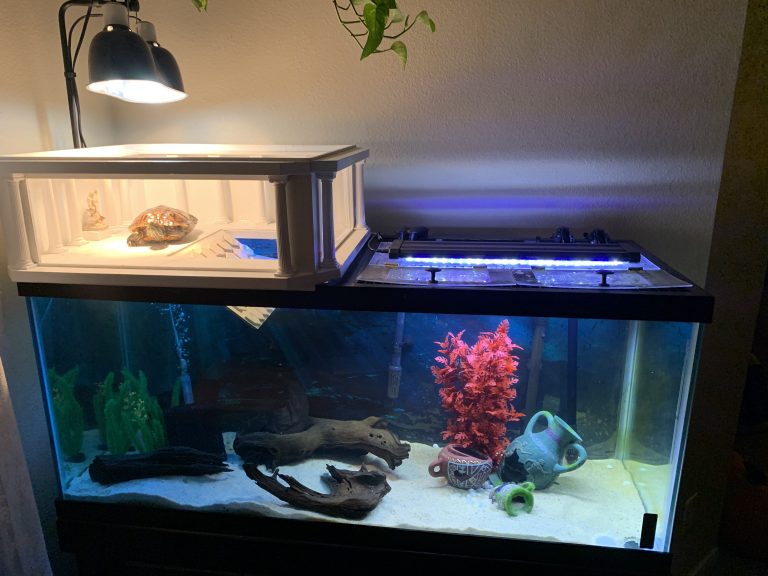 55 gallon wide tank	 for turle