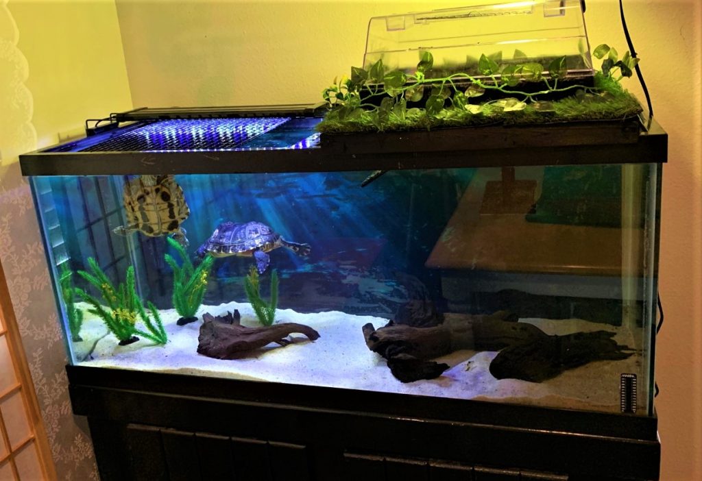 Ultimate Guide to Turtle Aquarium Decor: Creating the Perfect Home