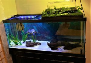 Turtle Tank Decorations – Long Live Your Turtle