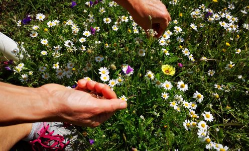 Chamomile: Little bundle of health …