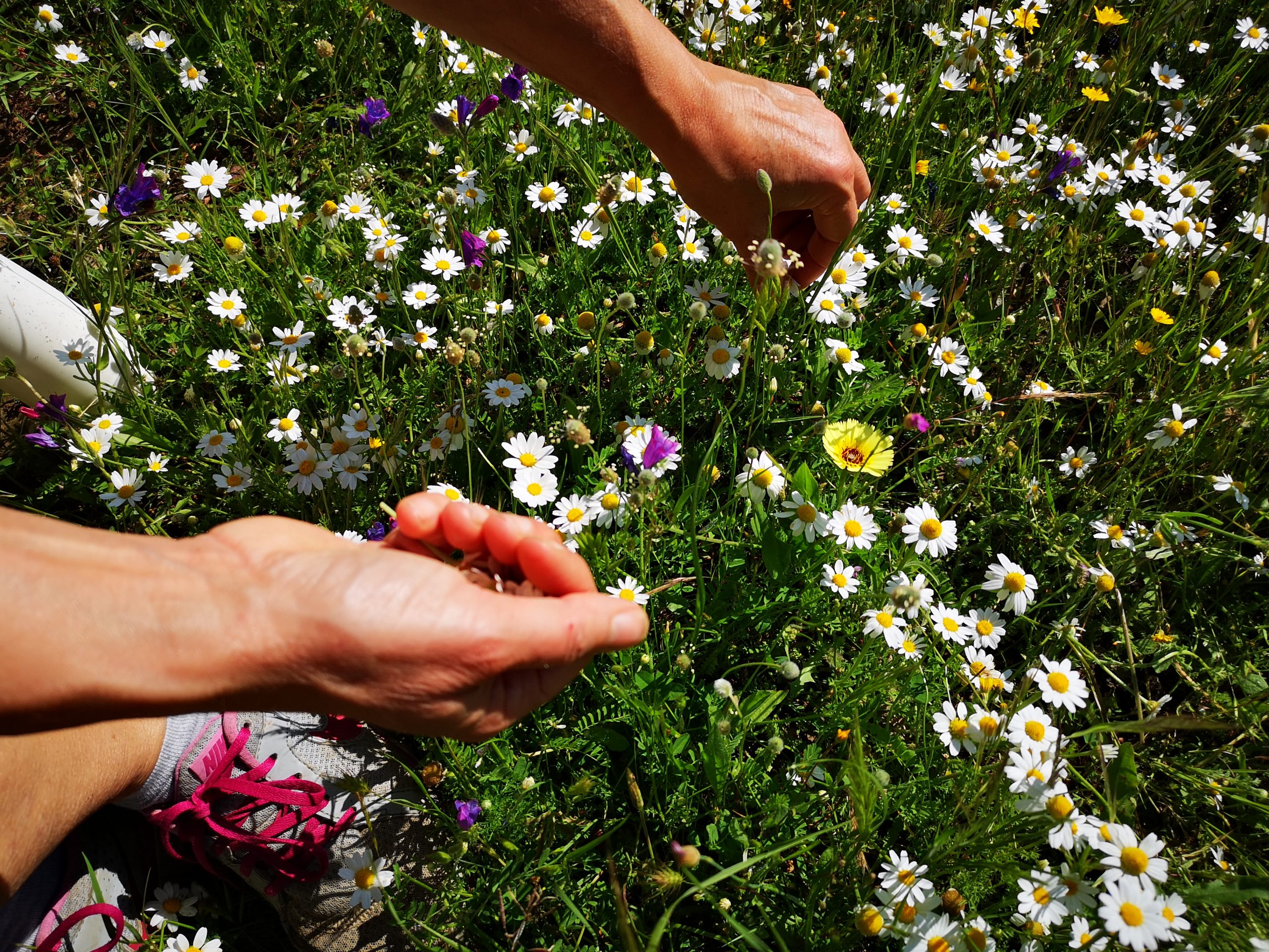 Chamomile: Little bundle of health …