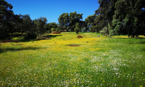 Permaculture: Principles, Techniques, and Environmental Solutions