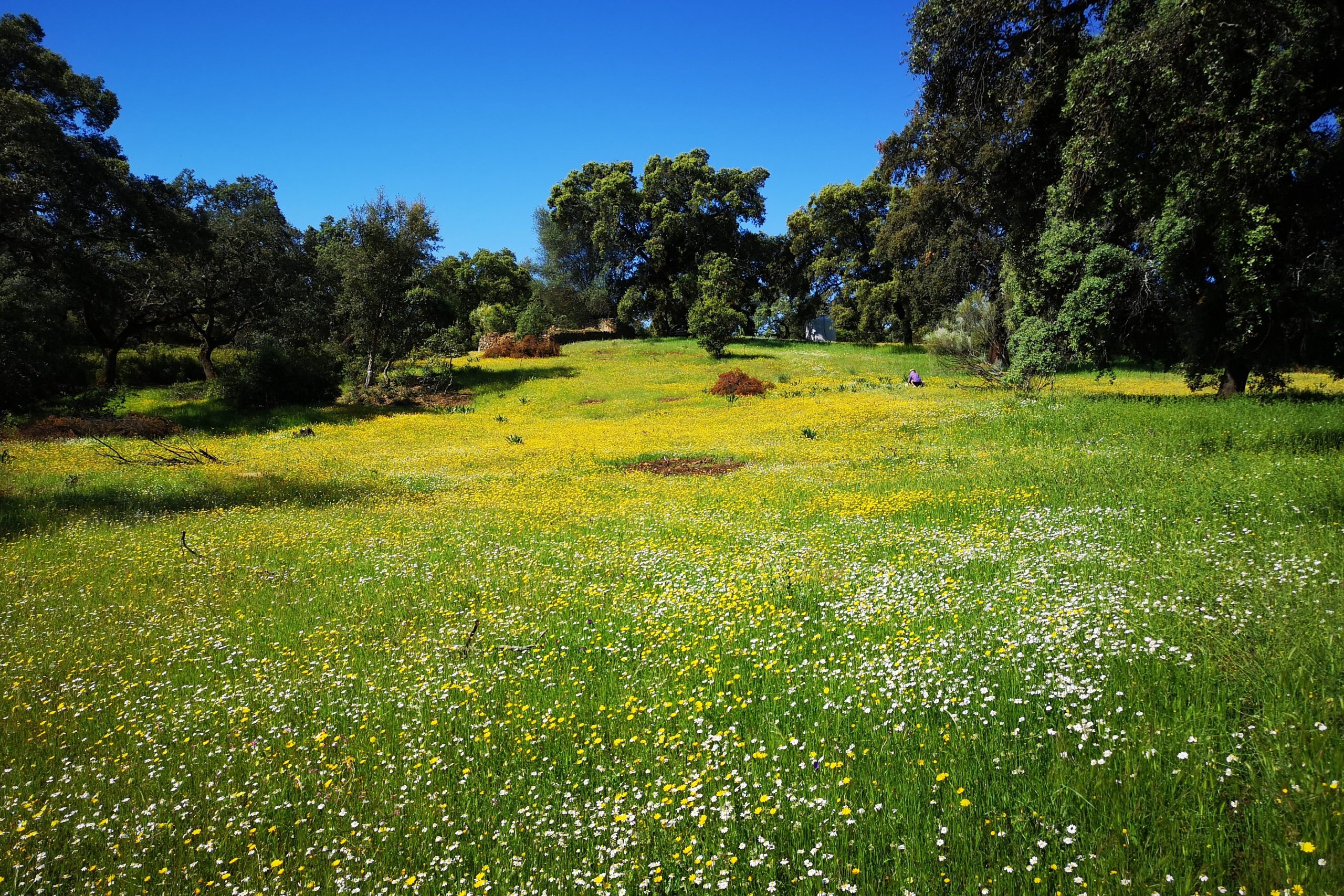 Permaculture: Principles, Techniques, and Environmental Solutions