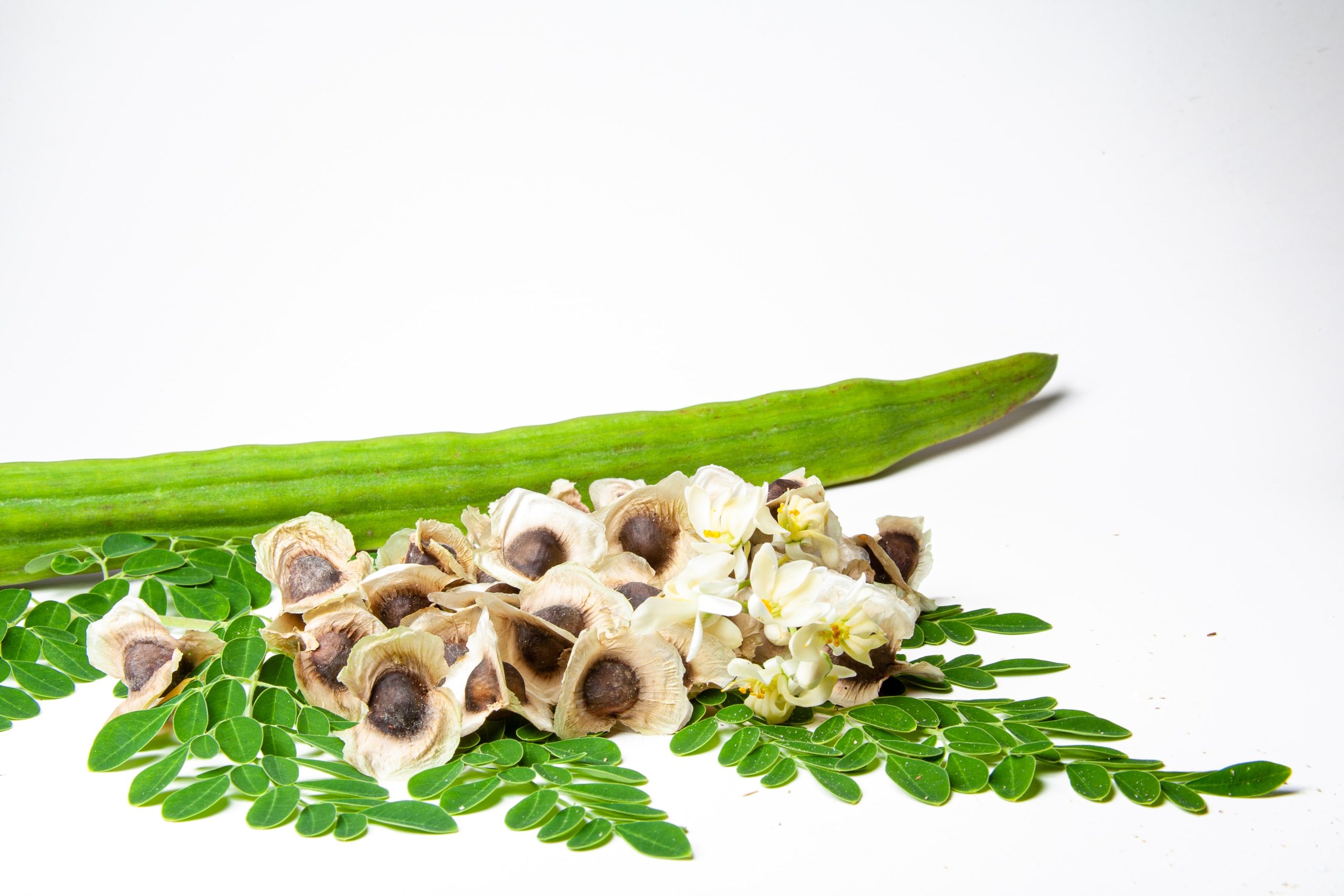 Moringa – Natural richness in protein, vitamins and minerals