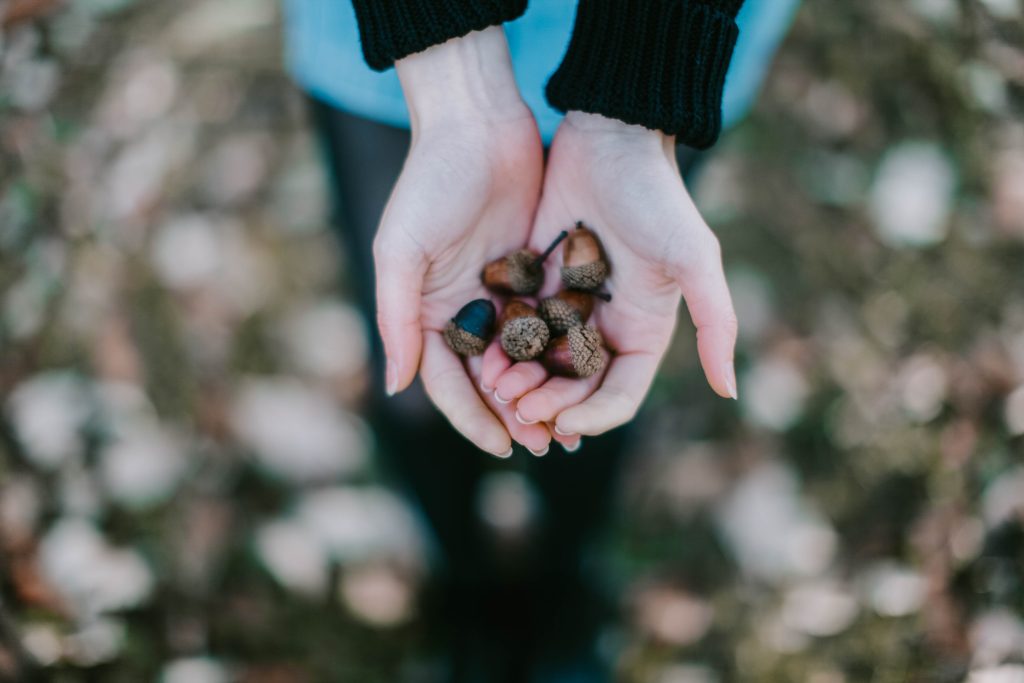 organic acorn