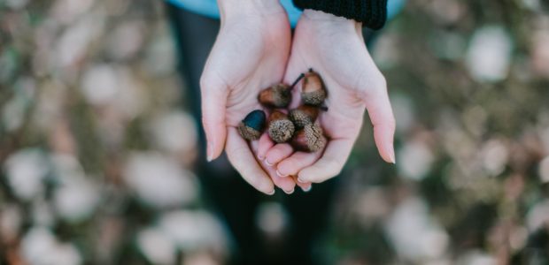 Acorn: Goodness in a nutshell