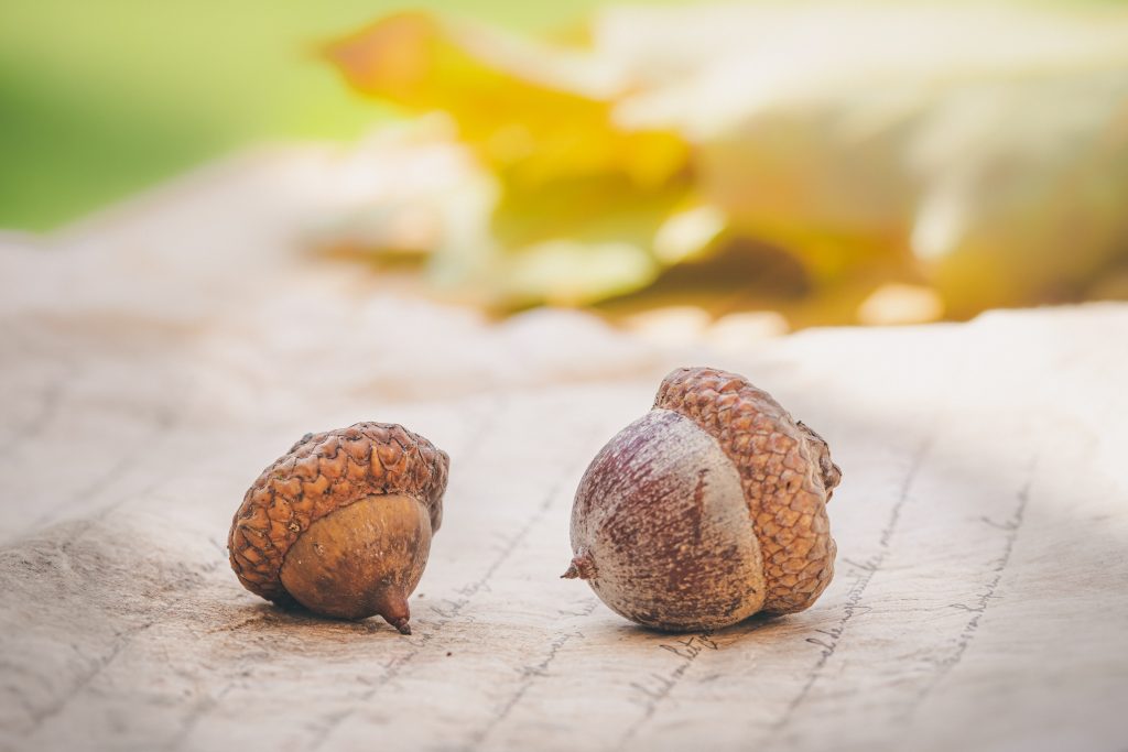 loosenartural organic acorn