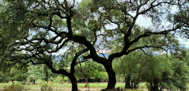 Benefits of Permaculture Farming: A Productive and Sustainable Way of Farming