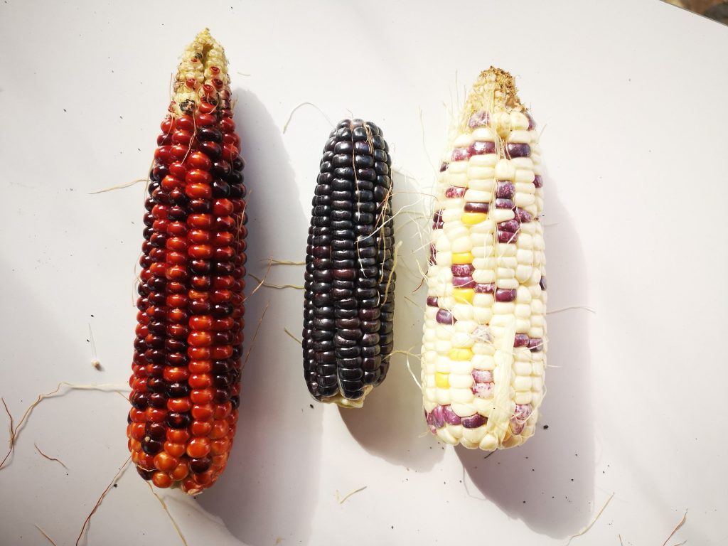 corns loosenatural