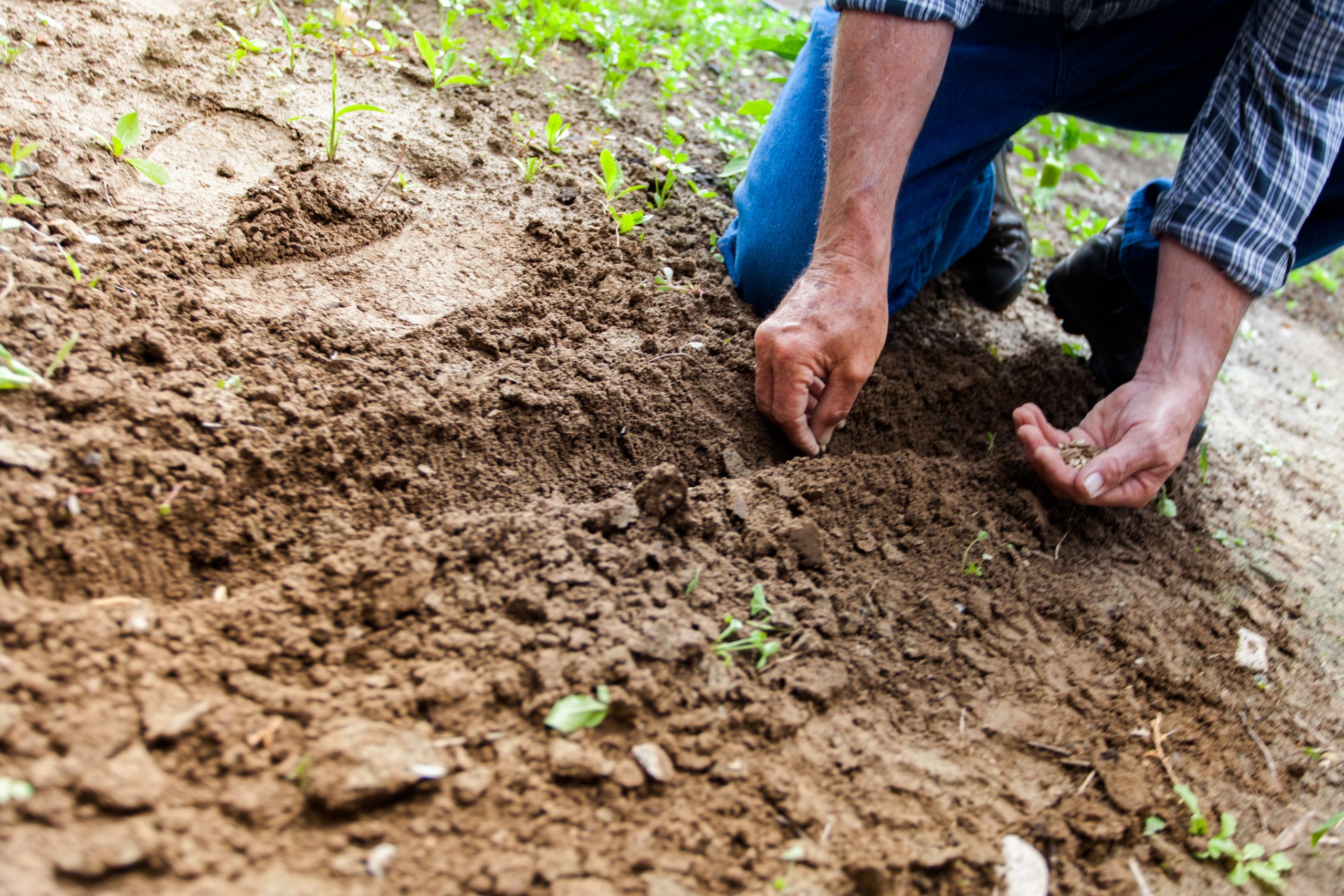 How to create a Permaculture Garden in Small Place?