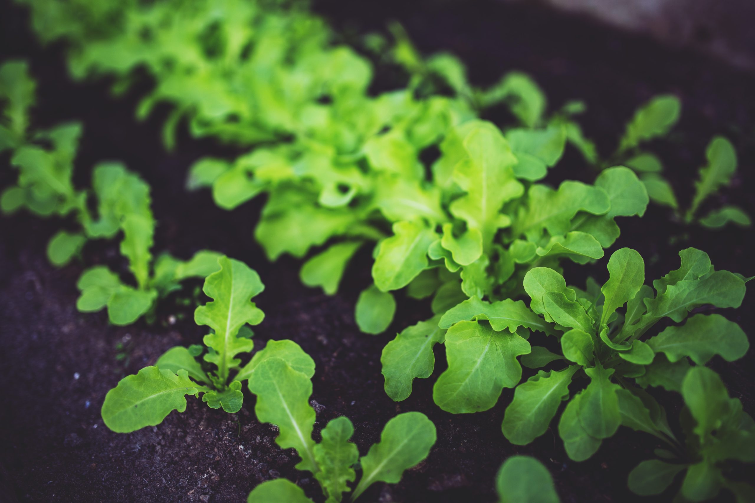 Title: Building Healthy Soil: The Key to Successful Permaculture Gardening