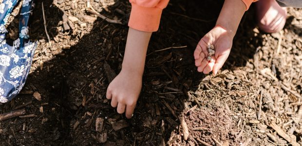 Permaculture in Education: Cultivating Sustainable Minds for a Better Future