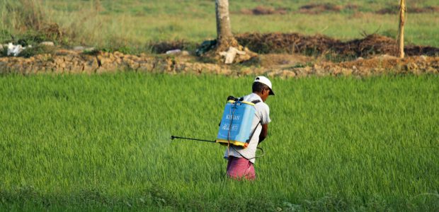 Chemicals free Pest and Weed Management in Permaculture