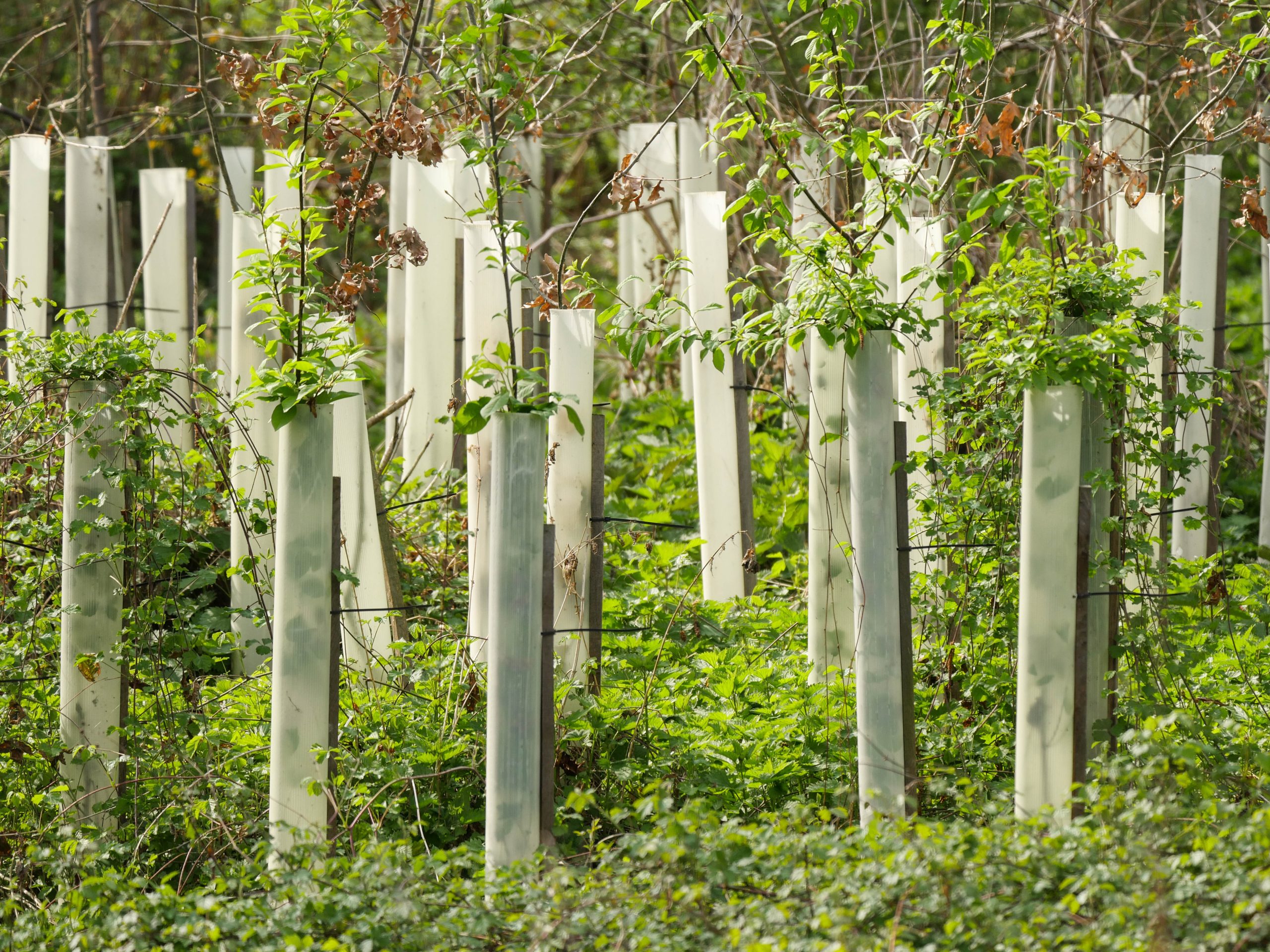 trees-2206090