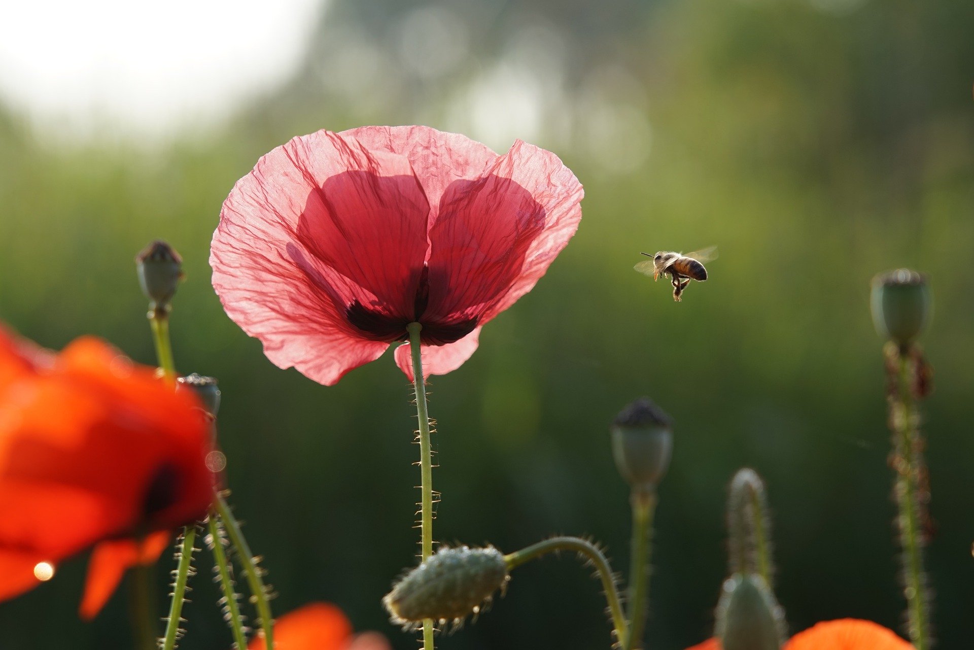 bee-4274633_1920