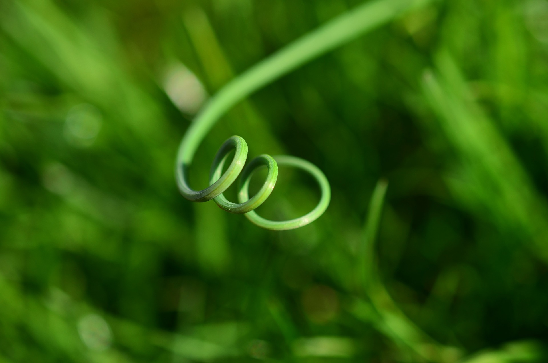 grass-713171_1920
