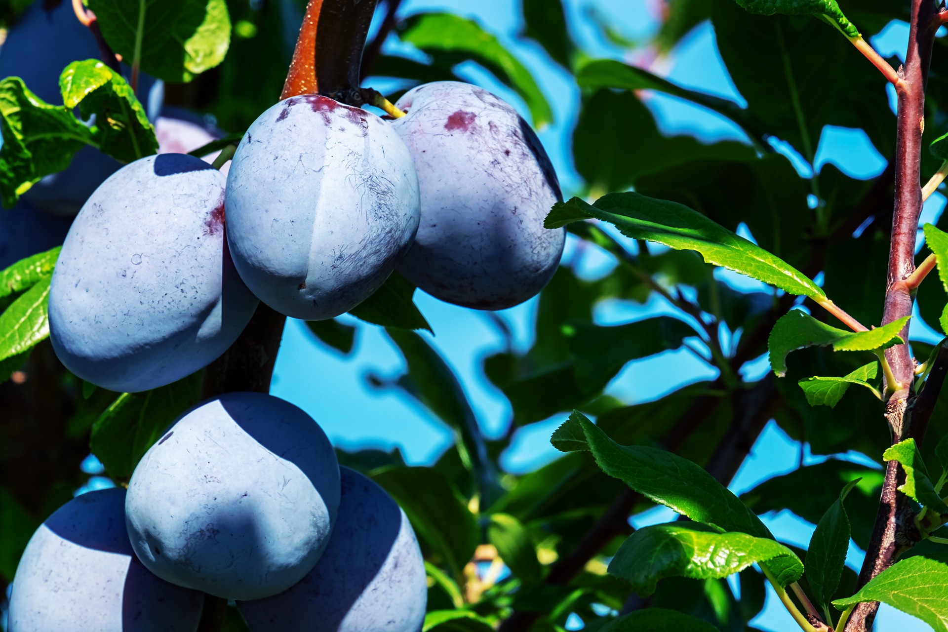 plums-3633456_1920