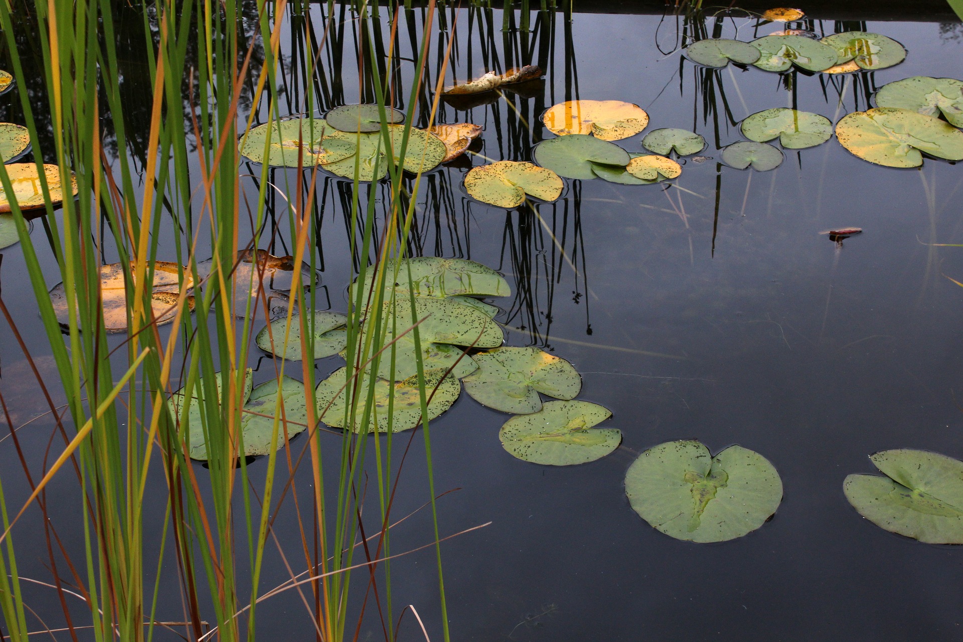 water-lilies-2775789_1920