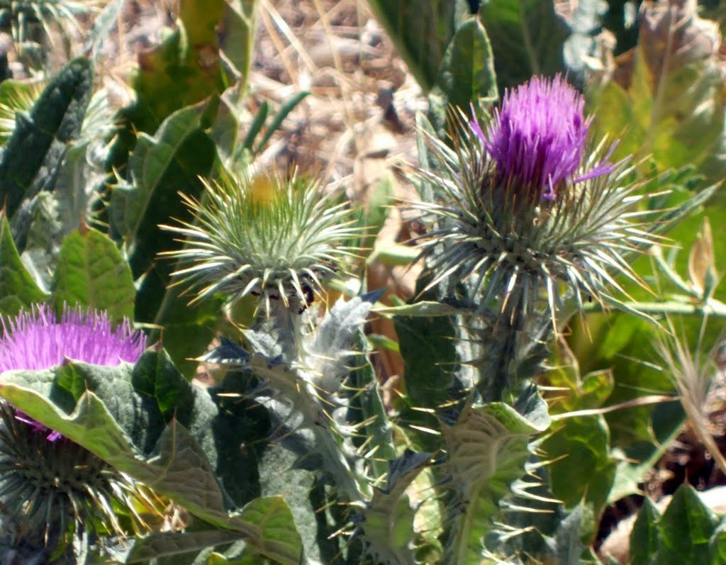 Onopordum acanthium 1-1.jpg