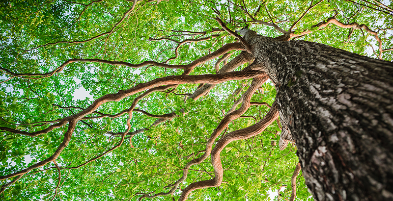 arbol-mas-alto-del-mundo.png