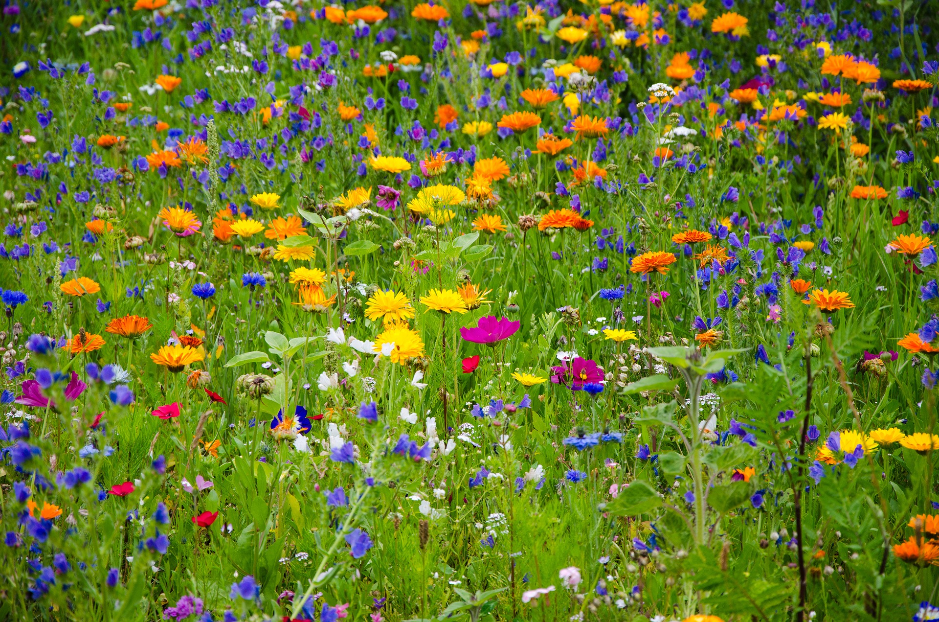 flower-meadow-2509969_1920