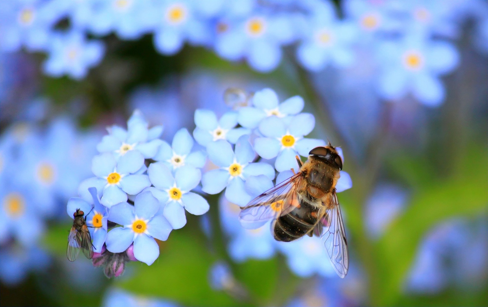 forget-me-not-257176_1920.jpg